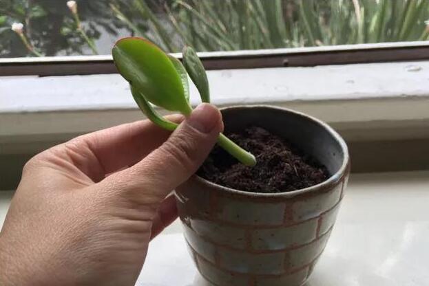 玉樹的繁殖方法，介紹葉插和枝插兩種繁殖方法