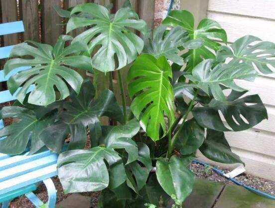 龜背竹好養(yǎng)嗎，老農(nóng)總結(jié)最好養(yǎng)的六點(diǎn)基本方法