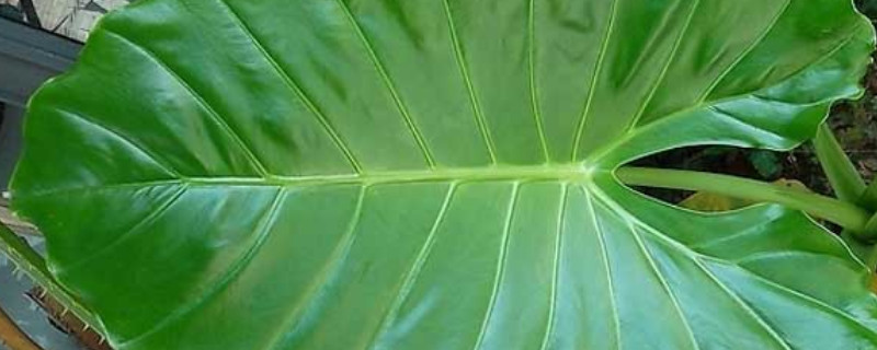 滴水觀音冬天會(huì)落葉嗎