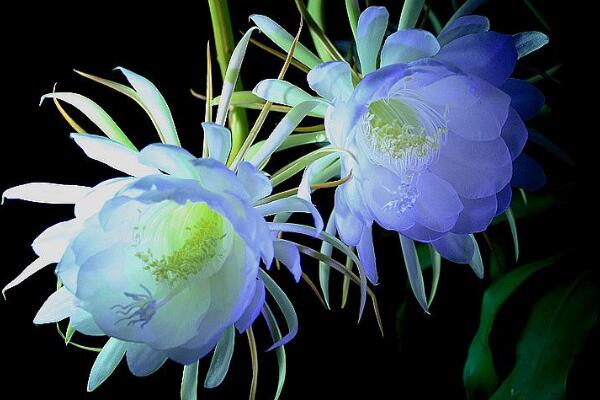 曇花的四季養(yǎng)護(hù)，一年四季不同的養(yǎng)護(hù)方法