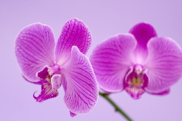 蝴蝶蘭盆栽好養(yǎng)嗎