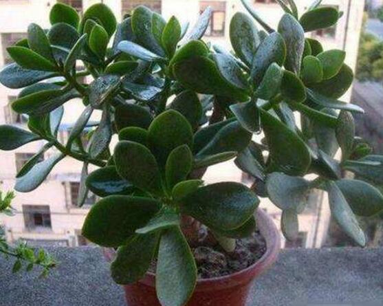 玉樹花幾年開花，掌握五大要點(diǎn)可年年開花