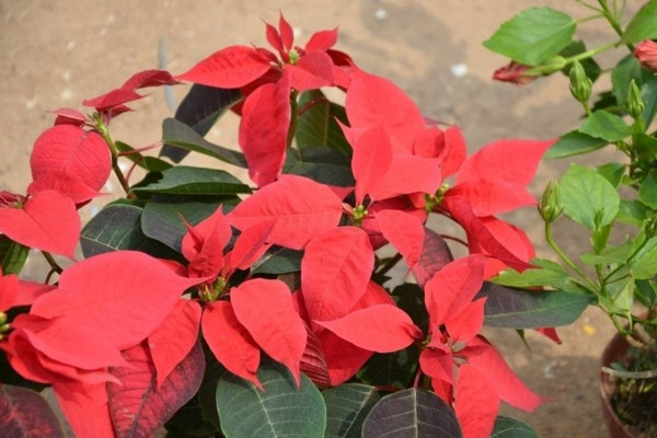 一品紅冬天怎么養(yǎng)，保證環(huán)境溫度不低于10℃