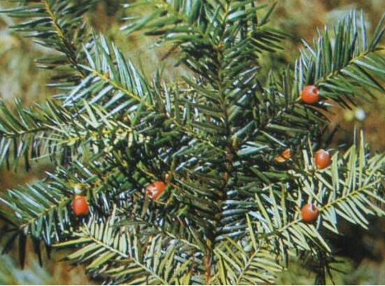 紅豆杉的品種，盤點(diǎn)中國(guó)紅豆杉五大品種