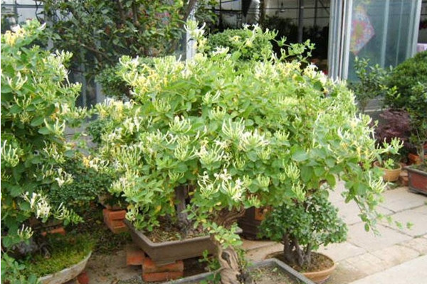 金銀花盆栽養(yǎng)殖方法和注意事項，澆水見干見濕需遮蔽強(qiáng)光