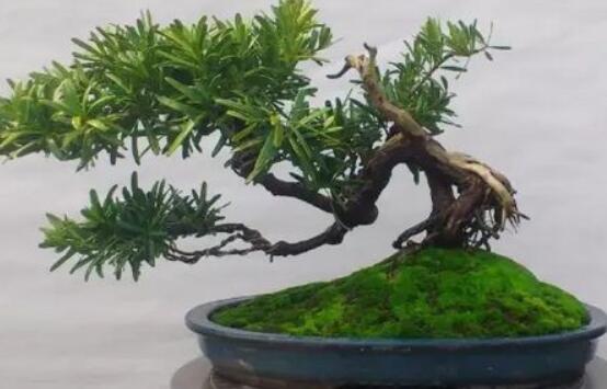 羅漢松盆景怎么養(yǎng)，老農(nóng)總結(jié)八大養(yǎng)殖方法