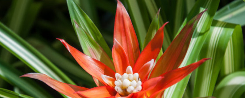 鴻運(yùn)當(dāng)頭卷葉還能活么