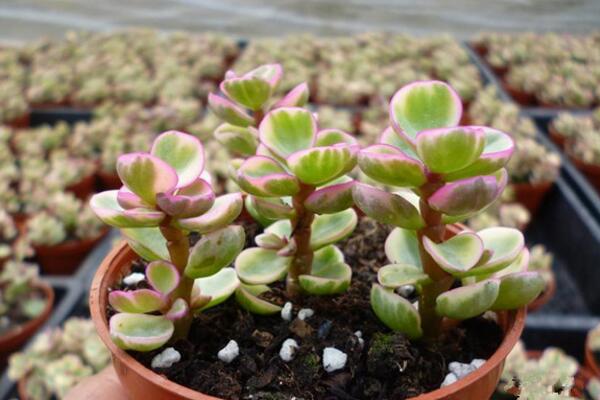 雅樂之舞夏天怎么澆水，保持土壤偏干燥