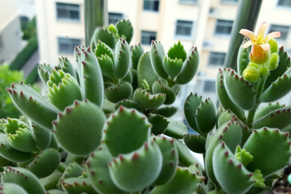 熊童子冬天怎么養(yǎng)，控溫控水/增光施肥