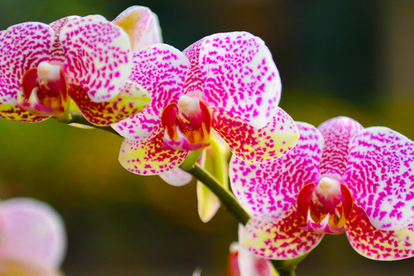 蝴蝶蘭的根部發(fā)黃是什么原因