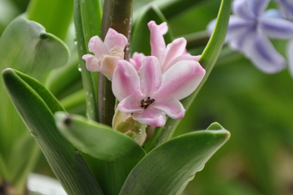風(fēng)信子繁殖方法