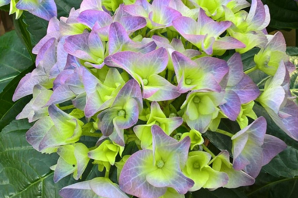 繡球花被太陽(yáng)曬蔫了怎么辦