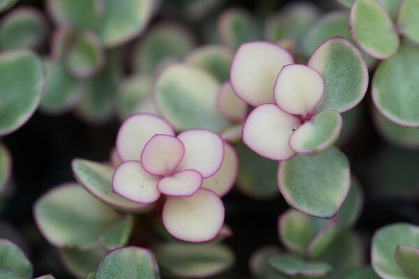 雅樂之舞夏天怎么澆水，保持土壤偏干燥