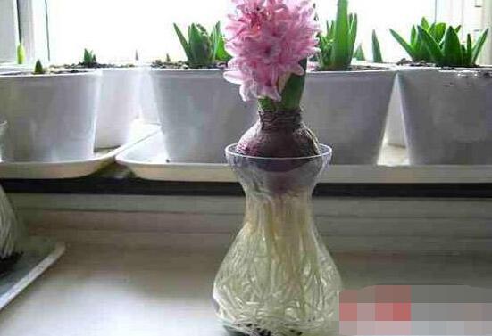 冬天能水培風(fēng)信子么，可以/保持溫暖環(huán)境、注意水溫