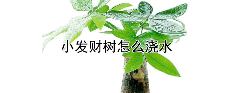小發(fā)財(cái)樹怎么澆水