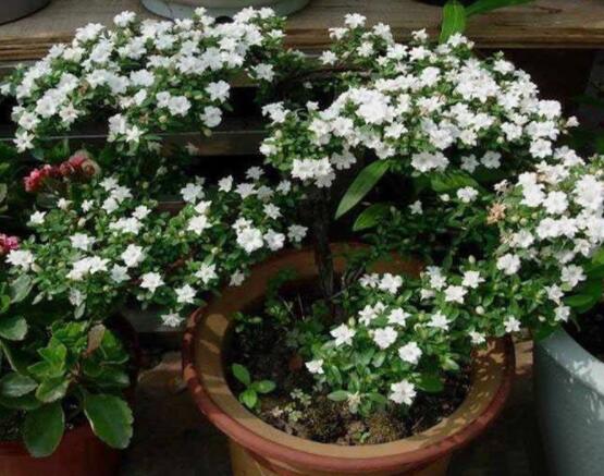 怎樣養(yǎng)好六月雪，盆土是關鍵/做好澆水施肥