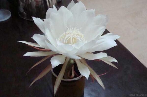 曇花冬季怎么養(yǎng)，不可疏忽的5大要點(diǎn)