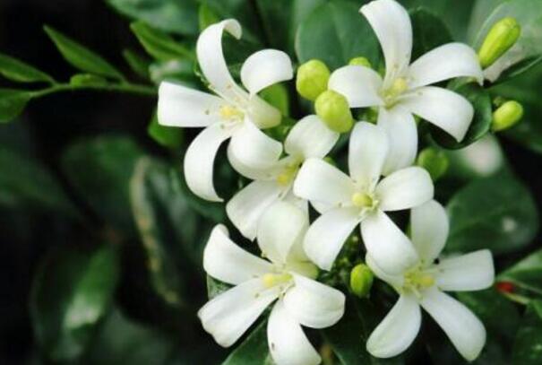 九里香的養(yǎng)殖方法和修剪，光照土壤要嚴控