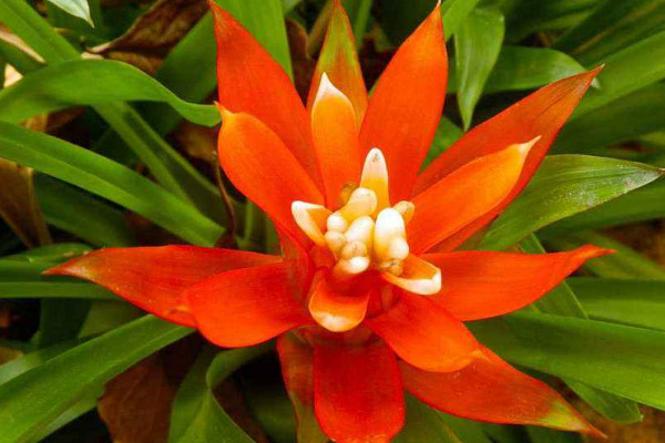 鴻運當(dāng)頭不開花怎么辦