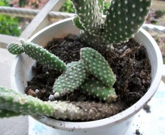 仙人掌的繁殖方法，扦插繁殖簡單/存活率高(合適推薦)