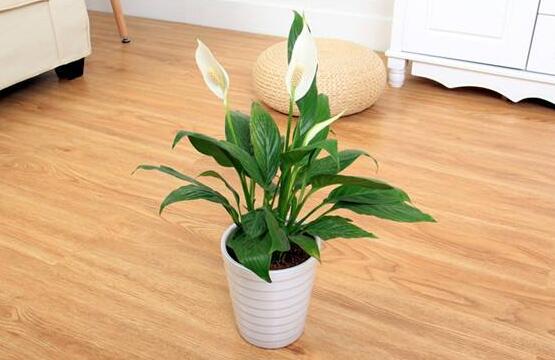 一帆風(fēng)順多久澆一次水，做到不干不澆、澆則澆透原則