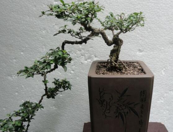 六月雪盆栽的寓意，寓意著守望愛情、不可缺的配角