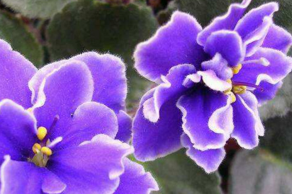 紫羅蘭的養(yǎng)殖方法和注意事項