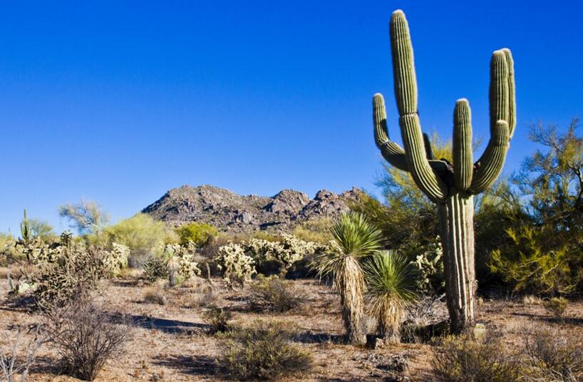 仙人掌的用途，電腦工作者的福音