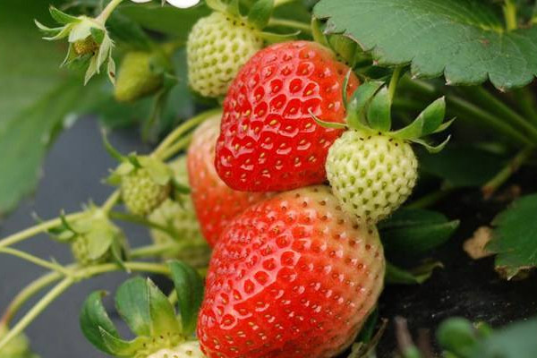 草莓一年四季都結(jié)果嗎