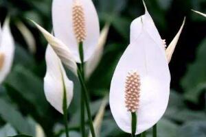 一帆風順花語是什么，一帆風順開花的寓意