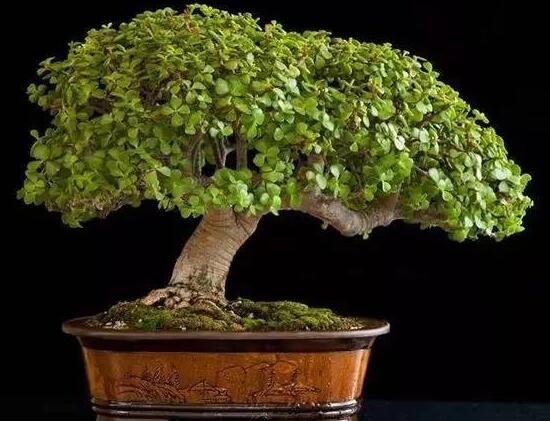 玉樹(shù)怎么修剪，玉樹(shù)的修剪方法圖解