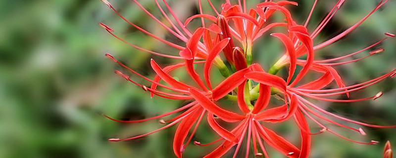 彼岸花水培養(yǎng)種植方法