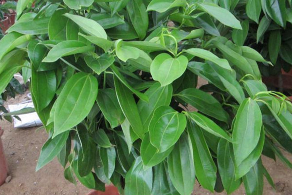 平安樹葉子下垂怎么辦，做好排水工作處理爛根