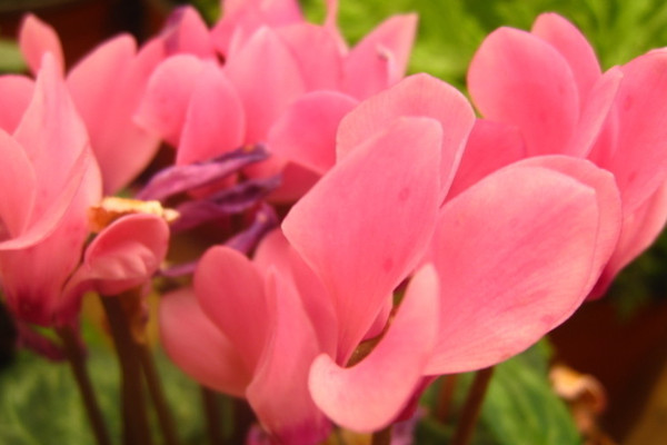 仙客來(lái)有香味嗎