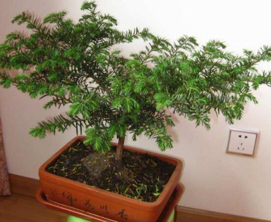 紅豆杉適合擺放在哪里，盤點(diǎn)風(fēng)水最好的五個(gè)位置