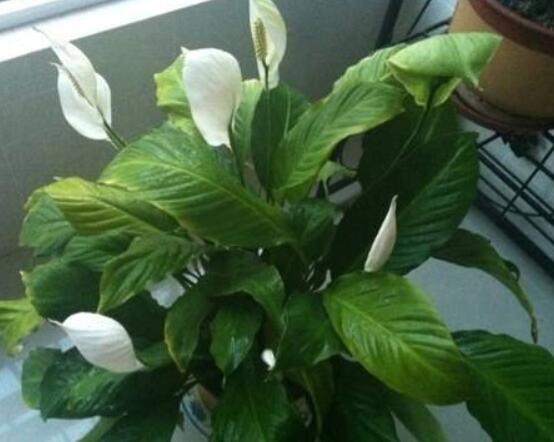 一帆風(fēng)順澆什么水好，澆淘米水、池塘水使枝葉青翠碧綠