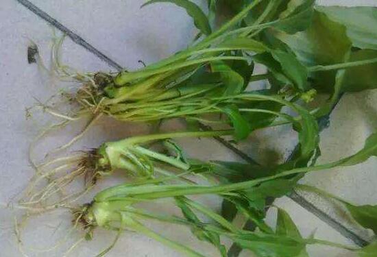 一帆風(fēng)順為什么會爛根，一帆風(fēng)順爛根了怎么辦