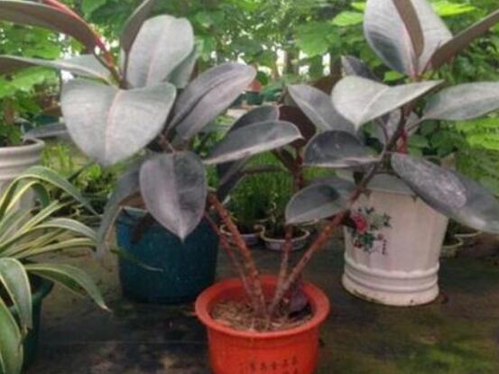 橡皮樹葉子打卷怎么辦，保持光照充足、溫度合理、忌積水