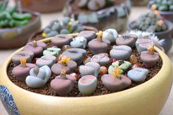 生石花怎么種，春季是生石花播種最佳時期