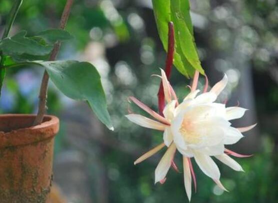 曇花多長(zhǎng)時(shí)間澆水，只需要保證盆土微濕潤(rùn)環(huán)境即可