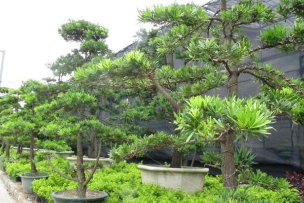 羅漢松的果實(shí)能吃嗎，果實(shí)只能吃一部分