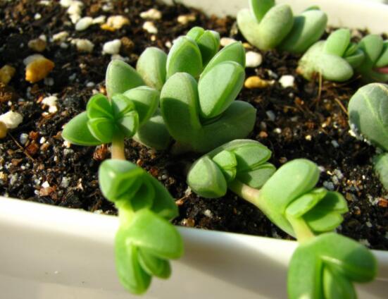 碧玉蓮葉子發(fā)黃變軟怎么辦，教你四種原因以及解決辦法