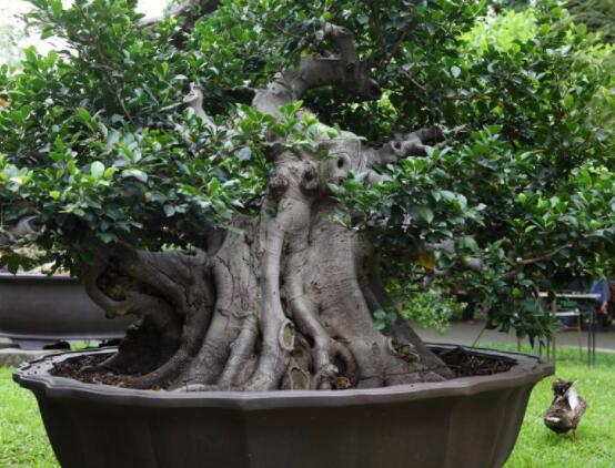 榕樹(shù)寓意到底是好是壞，象征著長(zhǎng)壽、吉祥(吉兆)