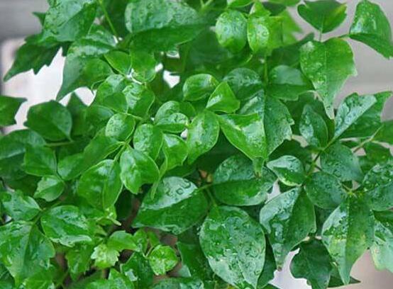 幸福樹(shù)的寓意，象征著家庭和美，幸?？鞓?lè)