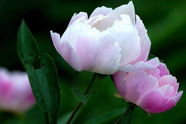 芍藥花可以種庭院?jiǎn)? src="/nongchan/d/file/20201223/4elk3ba3qmk.jpg" / data-rTqG="fGdVsh"></p>
<p data-9chp="ymtYIq">
	芍藥花可以種植在庭院中。芍藥花適合生長(zhǎng)在光照充足的環(huán)境中，庭院中的光照可以幫助植株更好的生長(zhǎng)，最好可以將芍藥花種植在向陽(yáng)的位置，使芍藥花接受更多的光照。同時(shí)在夏季需要為芍藥適當(dāng)遮蔭，以免導(dǎo)致植株生長(zhǎng)不良。</p>
<p data-PbOe="AlVPGC">
	<strong data-xRw8="UtEIED">2、補(bǔ)充水分</strong></p>
<p data-G1h0="18oP36">
	<img alt=