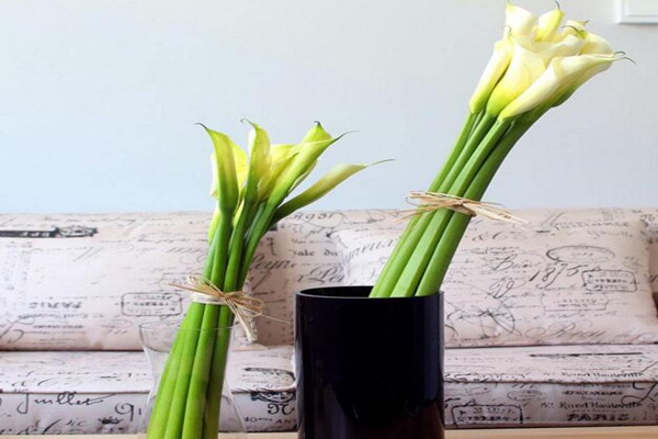 馬蹄蓮插花瓶能養(yǎng)多久，養(yǎng)護(hù)得當(dāng)可保存半個(gè)月以上