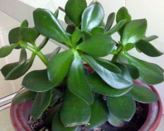 盆栽燕子掌的養(yǎng)殖方法，教你八大基本方法可生長(zhǎng)的青翠碧綠