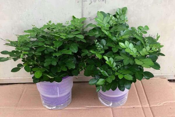 水培九里香的養(yǎng)殖方法，九里香水培養(yǎng)殖5大要點(diǎn)