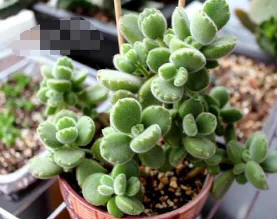 熊童子扦插技巧，五個簡單小步驟一學(xué)就會