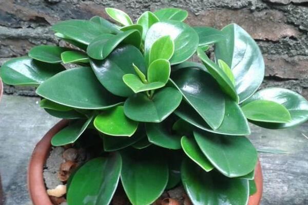 青葉碧玉的養(yǎng)殖方法，掌握5大要點(diǎn)